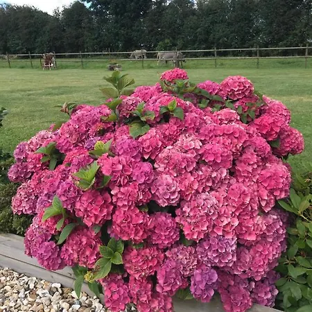 La Grange Aux Hortensias * Thiergeville
