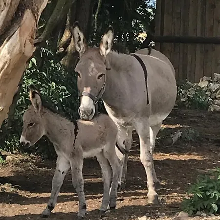 La Grange Aux Hortensias בית נופש Thiergeville