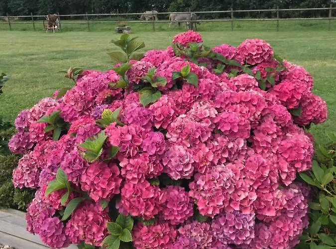 La Grange Aux Hortensias * Thiergeville